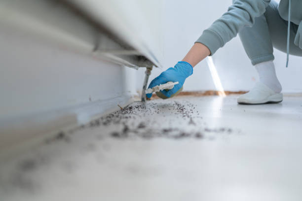 Best Flea Control Services  in Ansonia, OH